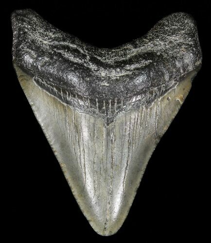 Juvenile Megalodon Tooth - Georgia #61617